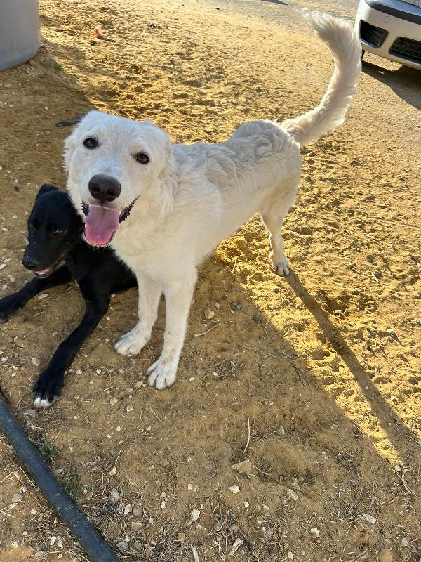 Rey: da 1 anno recluso in un box Foto 3