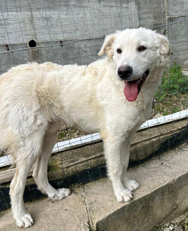 Rey: da 1 anno recluso in un box Foto 5