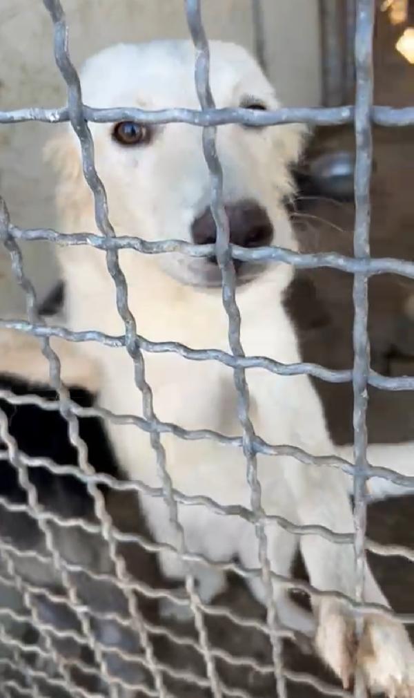 Rey: da 1 anno recluso in un box Foto 6