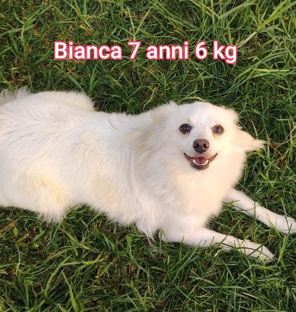 Piccini Cercano Famiglia 