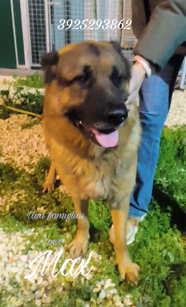 Una Chance Per Max Cane In Adozione 