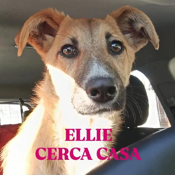 Una Dolcissima Cucciola In Adozione Cerca Casa