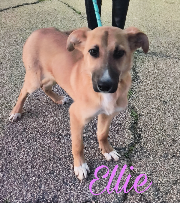 Una dolcissima cucciola in adozione cerca casa Foto 3