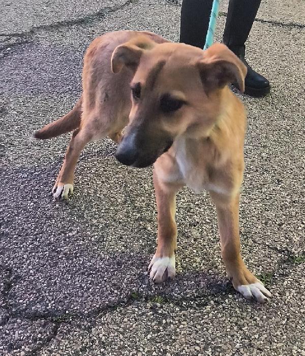 Una dolcissima cucciola in adozione cerca casa Foto 5