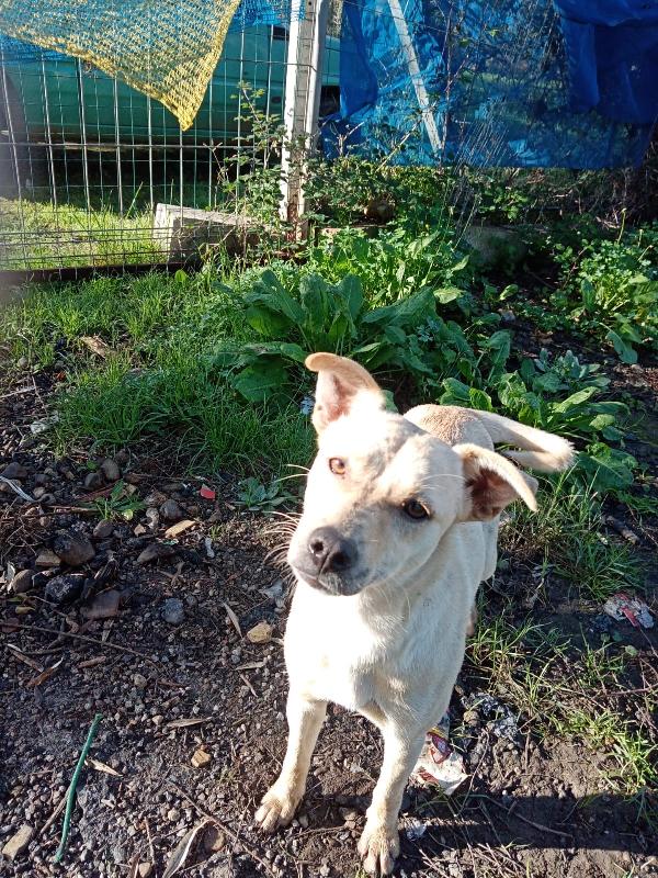 Terry Splendida Cucciola Beige Cerca Famiglia 