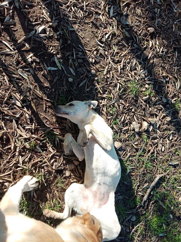 Terry splendida cucciola beige cerca famiglia  Foto 2