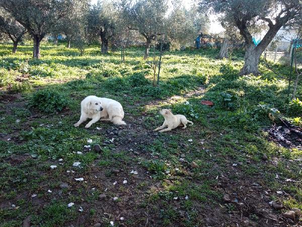 Terry splendida cucciola beige cerca famiglia  Foto 3