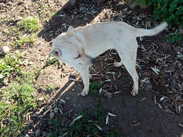 Terry splendida cucciola beige cerca famiglia  Foto 4