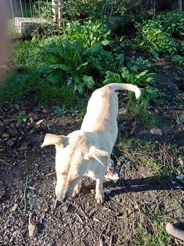 Terry splendida cucciola beige cerca famiglia  Foto 5