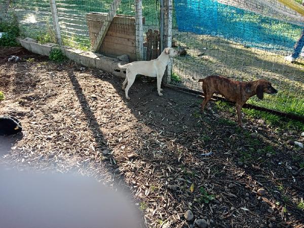 Terry splendida cucciola beige cerca famiglia  Foto 7