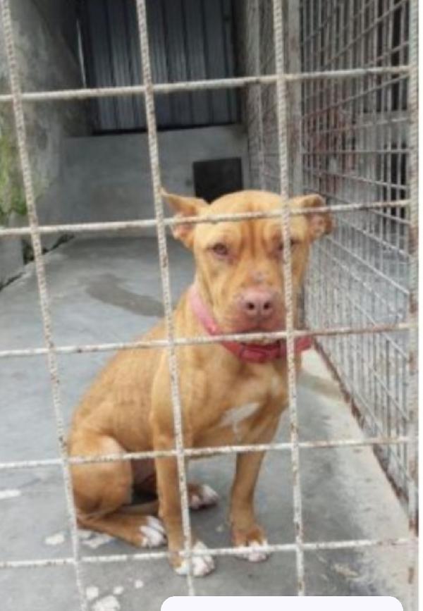 Pitbull Red Nose Femmina Giovane In Canile.puglia