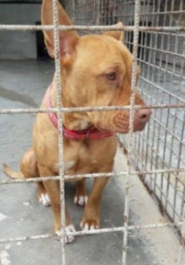 Pitbull Red Nose femmina giovane in canile.PUGLIA Foto 3