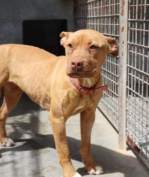Pitbull Red Nose femmina giovane in canile.PUGLIA Foto 4
