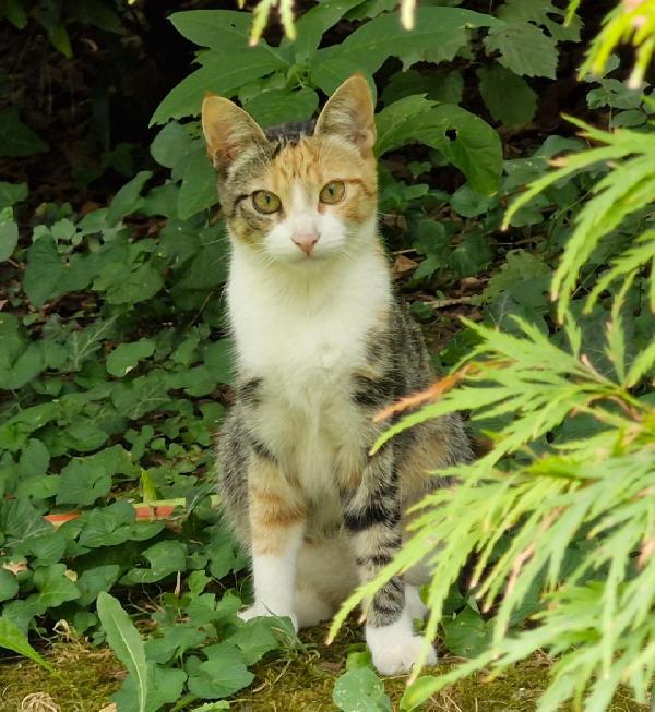 Micia Tricolore 6/7 Mesi E Nera/Bianca