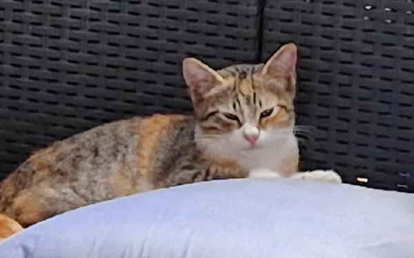 Micia tricolore 6/7 mesi e nera/bianca Foto 5