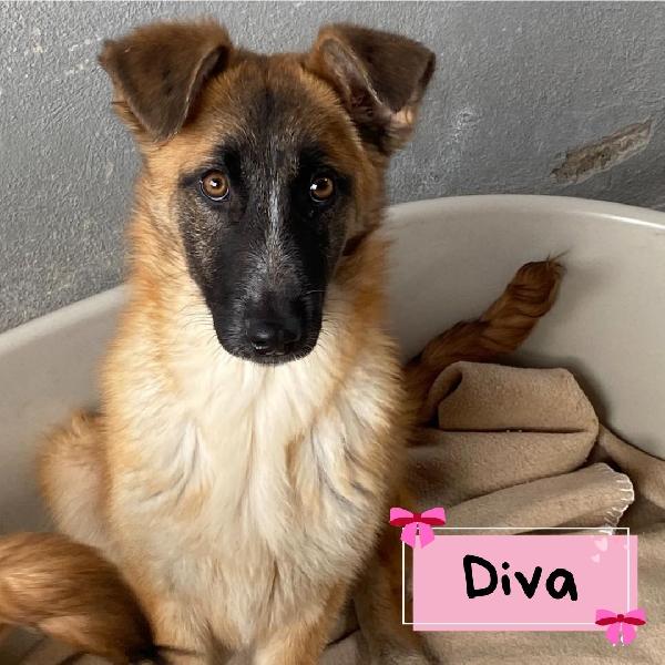 Diva Stupenda Incrocio Pastore Belga Cerca Casa - 5 Mesi E Mezzo In Canile!
