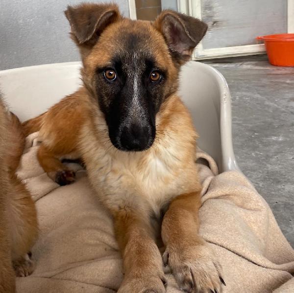 DIVA stupenda incrocio pastore belga cerca casa - 5 mesi e mezzo in canile! Foto 2