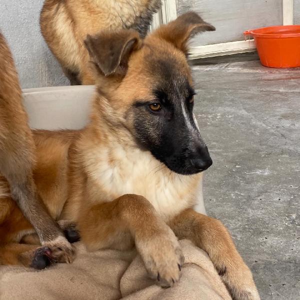 DIVA stupenda incrocio pastore belga cerca casa - 5 mesi e mezzo in canile! Foto 4