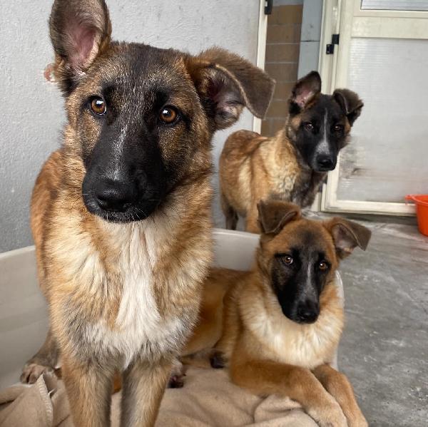 DIVA stupenda incrocio pastore belga cerca casa - 5 mesi e mezzo in canile! Foto 6