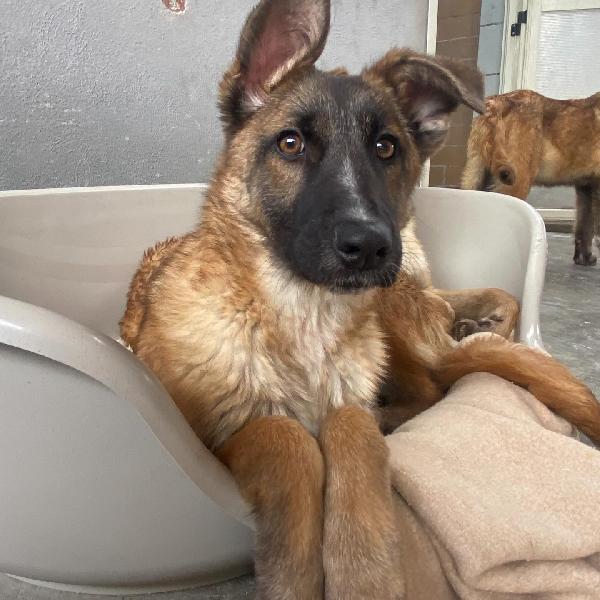 DAFNE cucciolona incrocio pastore belga cerca casa - adozione canile di Latina Foto 2