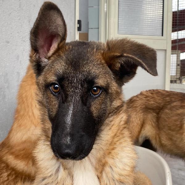 DAFNE cucciolona incrocio pastore belga cerca casa - adozione canile di Latina Foto 3