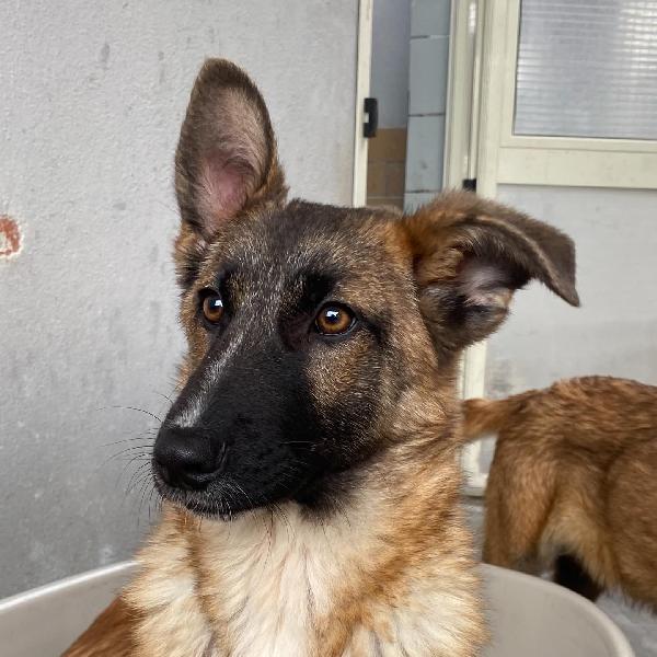 DAFNE cucciolona incrocio pastore belga cerca casa - adozione canile di Latina Foto 4