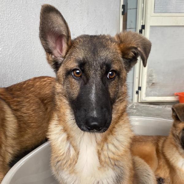 DAFNE cucciolona incrocio pastore belga cerca casa - adozione canile di Latina Foto 5