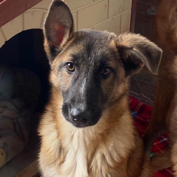 DAFNE cucciolona incrocio pastore belga cerca casa - adozione canile di Latina Foto 7