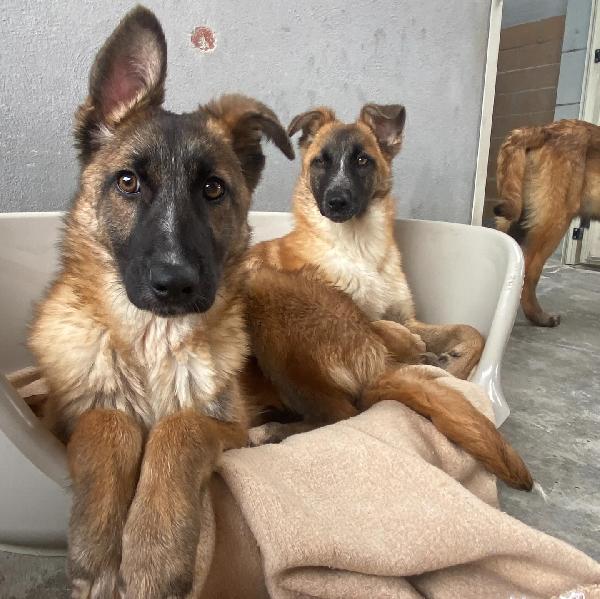 DAFNE cucciolona incrocio pastore belga cerca casa - adozione canile di Latina Foto 8