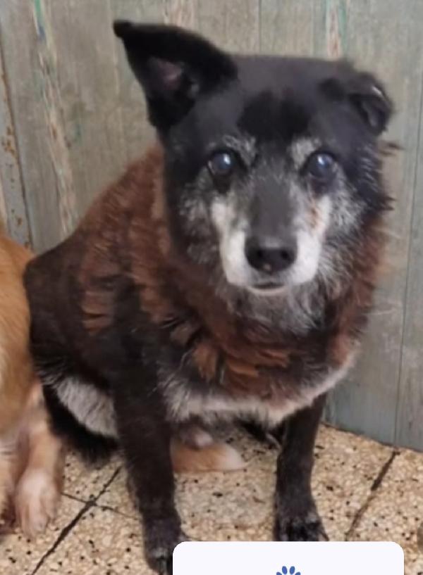 Skizzo 10Anni Da Anni In Canile..invisibile! Puglia