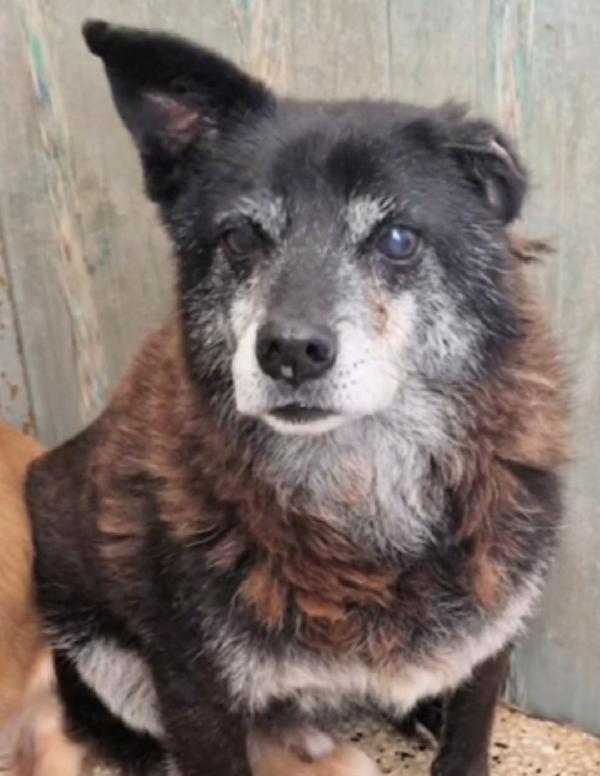 Skizzo 10anni da anni in canile..INVISIBILE! PUGLIA Foto 2