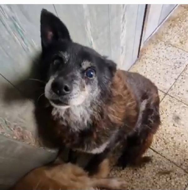 Skizzo 10anni da anni in canile..INVISIBILE! PUGLIA Foto 3