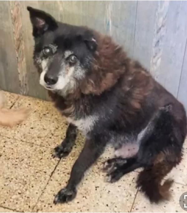 Skizzo 10anni da anni in canile..INVISIBILE! PUGLIA Foto 4