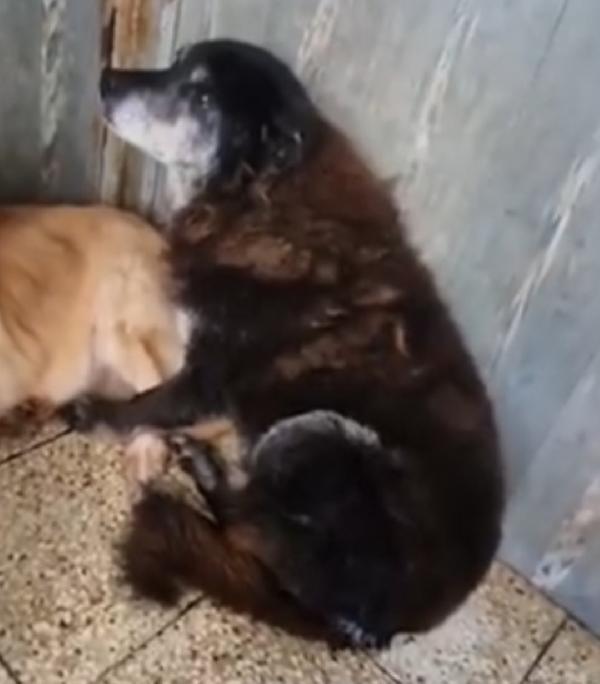 Skizzo 10anni da anni in canile..INVISIBILE! PUGLIA Foto 5