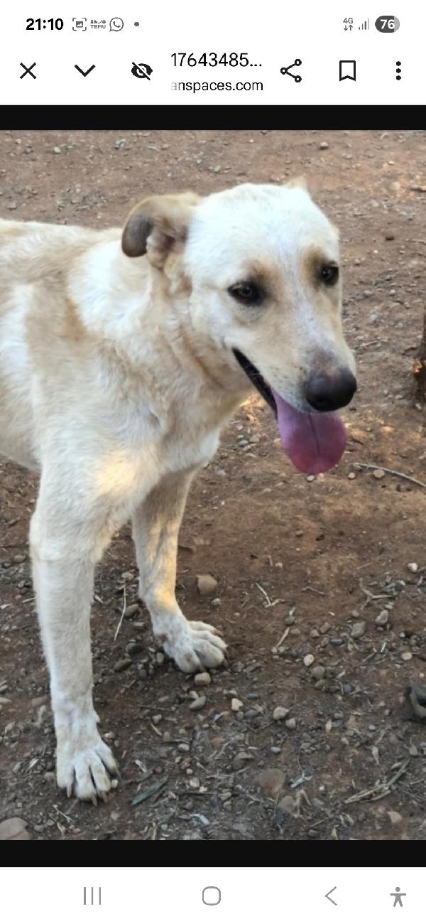 Zaira 3anni (mamma pastore tedesco) in canile.CALABRIA Foto 2