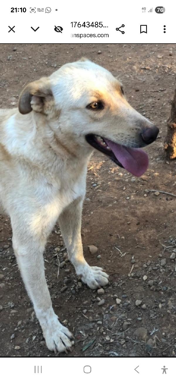 Zaira 3anni (mamma pastore tedesco) in canile.CALABRIA Foto 3