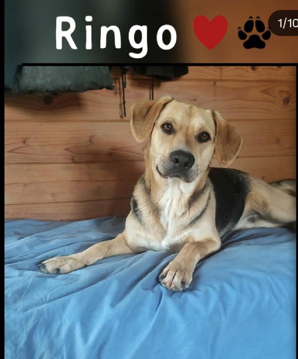 Mix Beagle/Pastorino 3Anni E 1/2 Ok Gatti.pistoia
