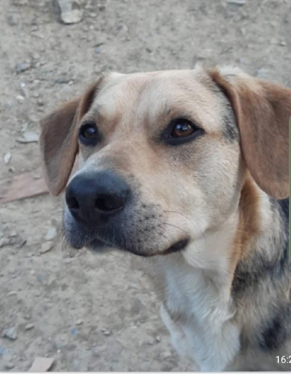 Mix Beagle/pastorino 3anni e 1/2 Ok gatti.PISTOIA Foto 2