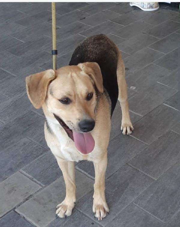 Mix Beagle/pastorino 3anni e 1/2 Ok gatti.PISTOIA Foto 3