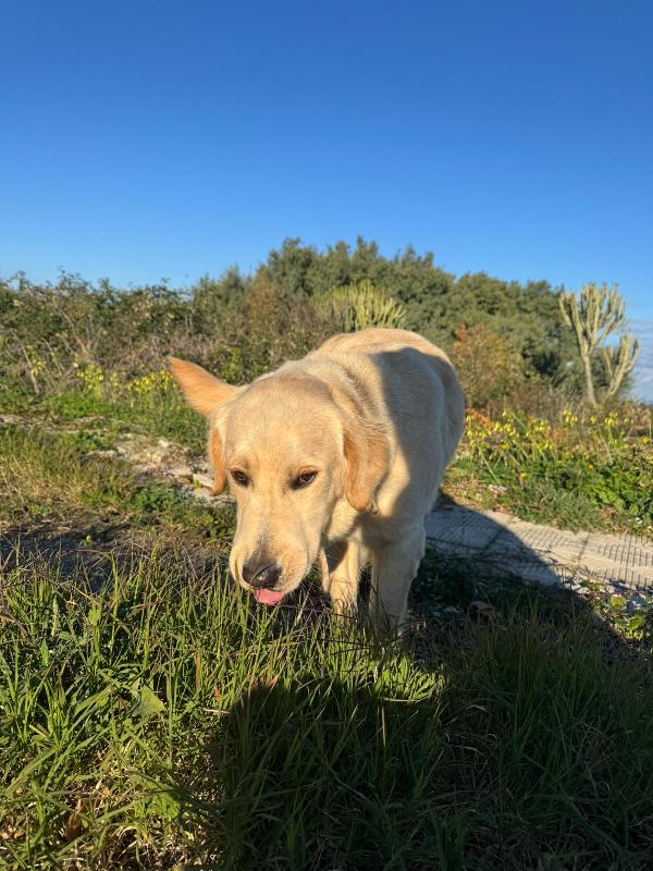 NUVOLA MERAVIGLIOSA LABRADORINA  Foto 5