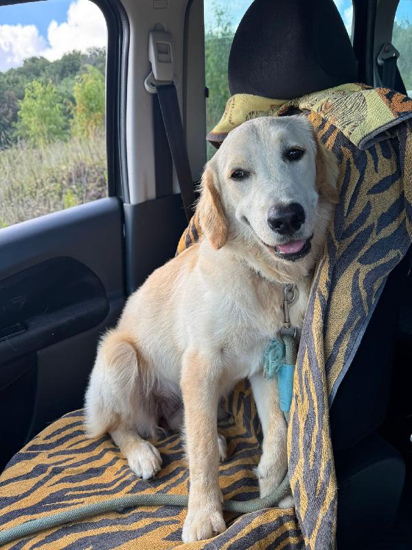 NUVOLA MERAVIGLIOSA LABRADORINA  Foto 6