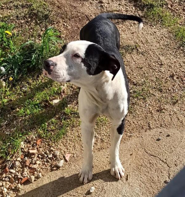 JACK DOLCISSIMO PITT Foto 3