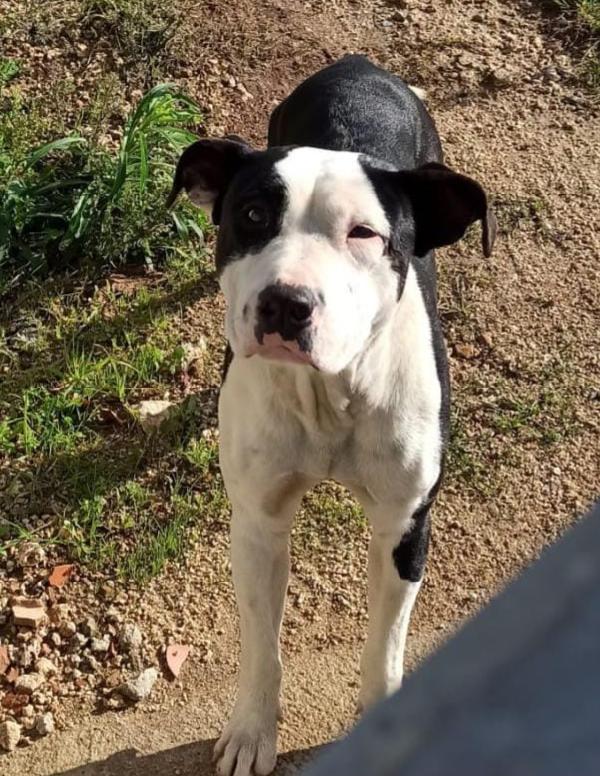 JACK DOLCISSIMO PITT Foto 5