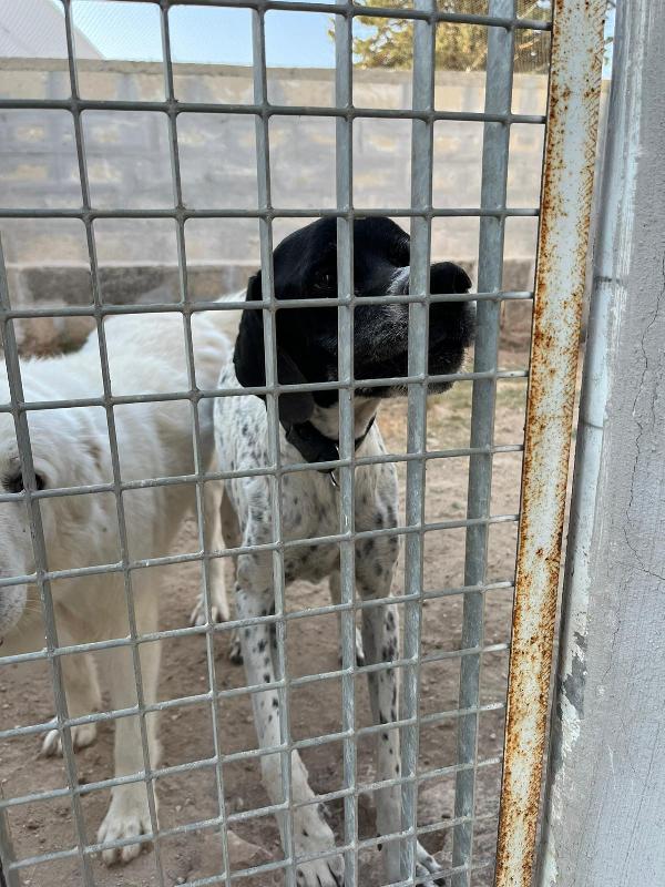 DJANGO tenerissimo cane in adozione! Foto 2