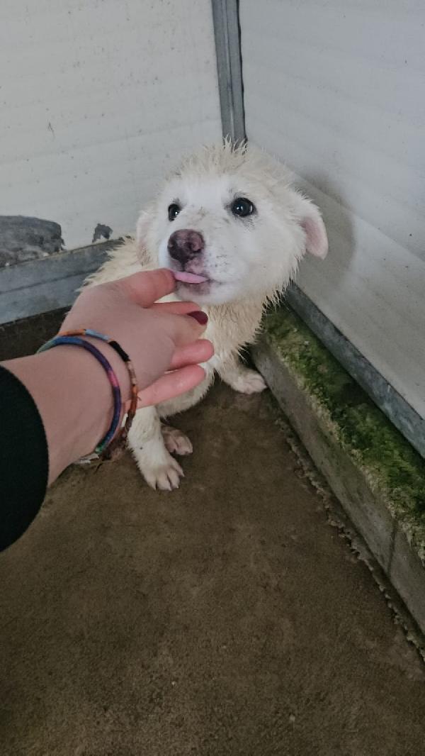 Patatina: 4 Mesi Taglia Grande 