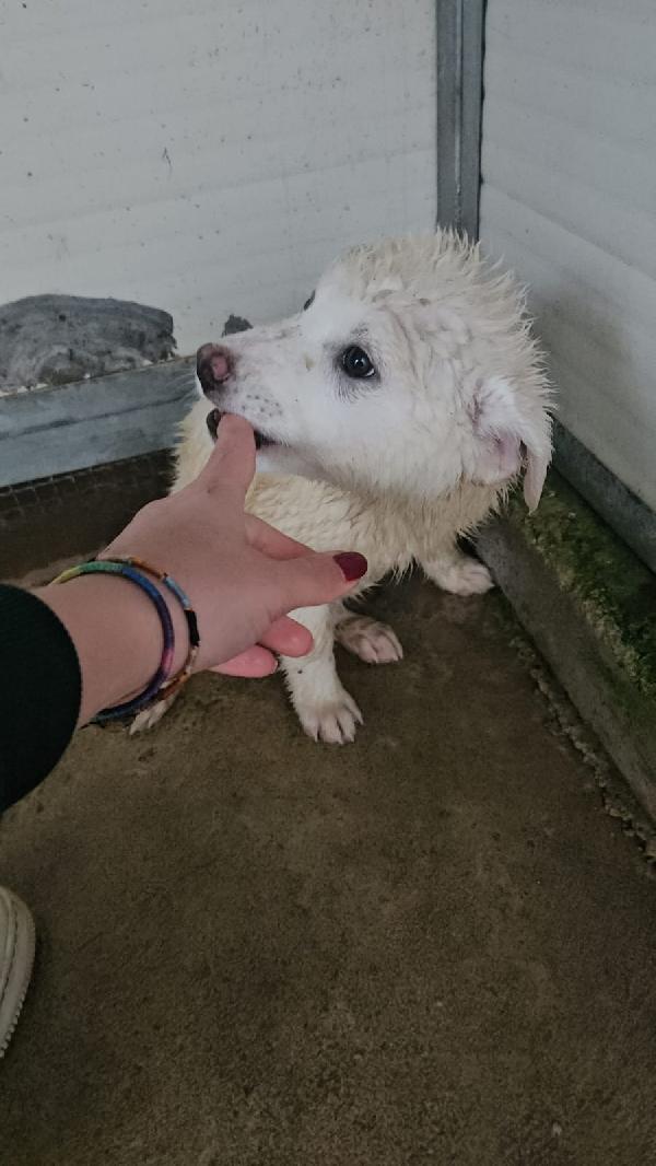 Patatina: 4 mesi taglia grande  Foto 2