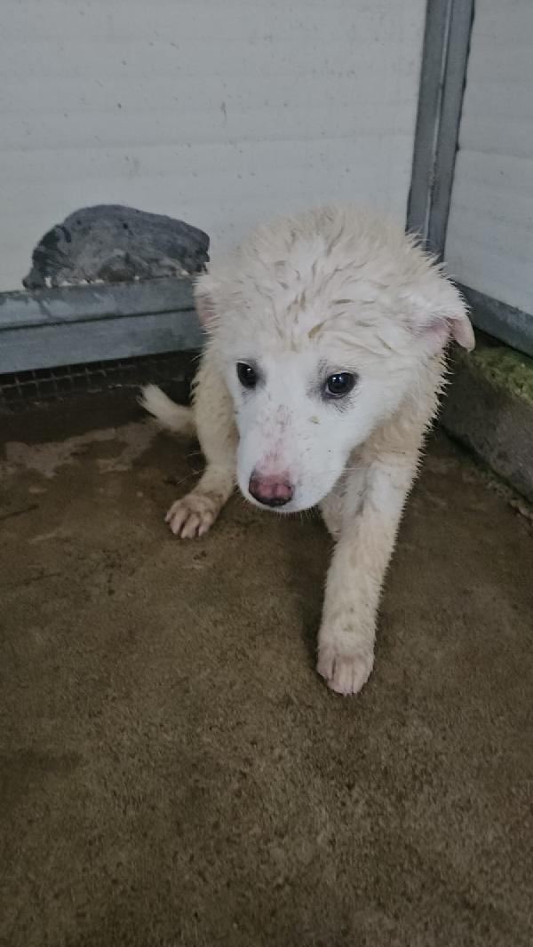 Patatina: 4 mesi taglia grande  Foto 3