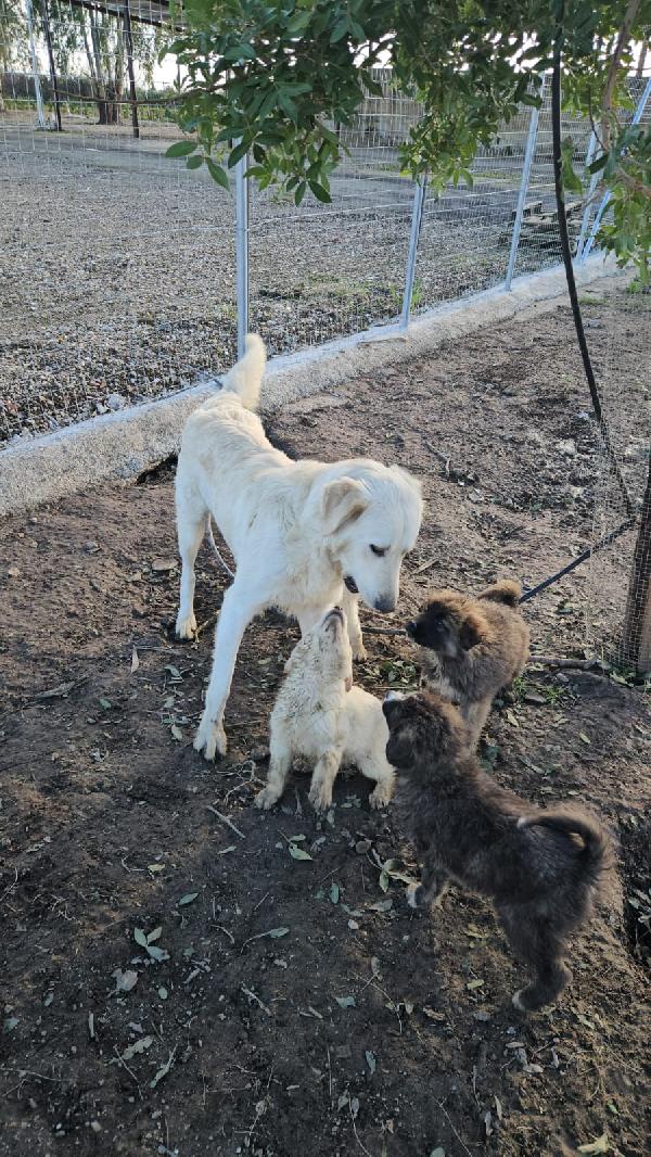 Patatina: 4 mesi taglia grande  Foto 6