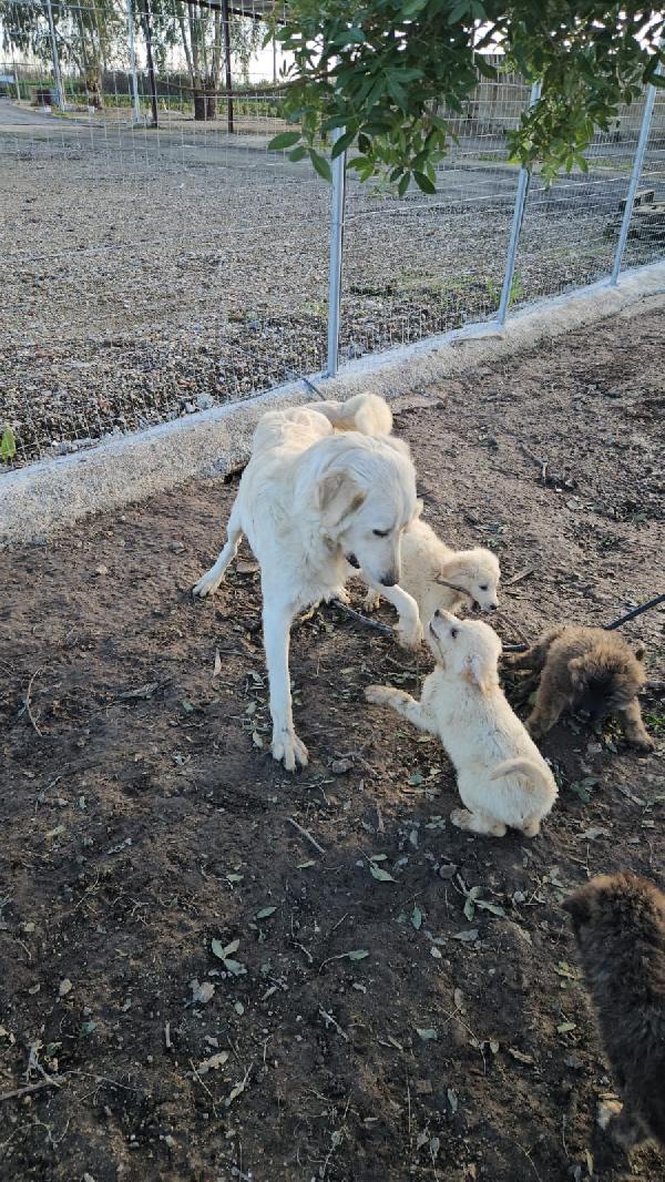 Patatina: 4 mesi taglia grande  Foto 7