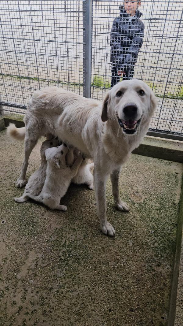 Patatina: 4 mesi taglia grande  Foto 8